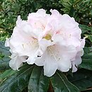 Rhododendron hort. Teddy Bear