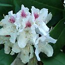 Rhododendron hort. Textor