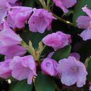 Rhododendron hort. Vater Böhlje