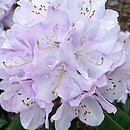 Rhododendron hort. Viola