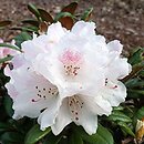 Rhododendron hort. Web's Bee