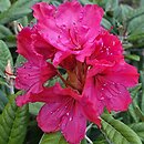Rhododendron hort. Weinlese