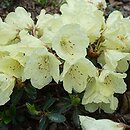 Rhododendron hort. Wren