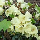 Rhododendron hort. Grupa '25a Keiskei'