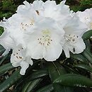 Rhododendron hort. Yaku Angel