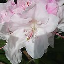 Rhododendron hort. Yours Truly