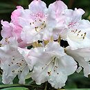Rhododendron anwheiense
