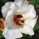 Rhododendron hort. Grupa '10a Campylocarpum'
