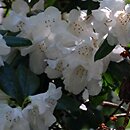 Rhododendron hort. Dora Amateis