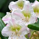 Rhododendron brachycarpum ssp. fauriei