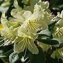 Rhododendron hort. Princess Anne