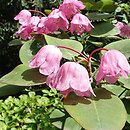 Rhododendron hort. Grupa '8b Orbiculare'