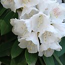 Rhododendron pachysanthum (różanecznik rdzawolistny)