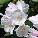 Rhododendron pseudochrysanthum