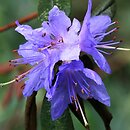 Rhododendron hort. Gletschernacht