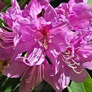 Rhododendron vernicosum