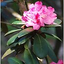 Rhododendron hort. Frülingsanfang