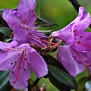 Rhododendron yunnanense