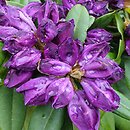 Rhododendron hort. Bohlken's Lupinenberg