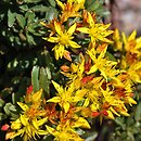Phedimus floriferus (rozchodnik kwiecisty)