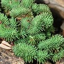 Petrosedum rupestre Cristatum