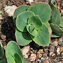 Hylotelephium maximum ssp. ruprechtii (rozchodnik zakaukaski)