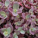 Sedum hort. Sunsparkler Firecracker