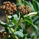 Rhodiola heterodonta (różeniec czerwony)