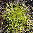 Cenchrus alopecuroides Inti