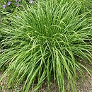 Cenchrus alopecuroides Lepage Gold
