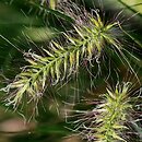 Cenchrus alopecuroides Little Bunny