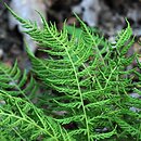 Woodsia caucasica (rozrzutka krucha)