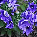 Platycodon grandiflorus Parks's Double Blue