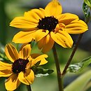 Rudbeckia triloba (rudbekia trójklapowa)