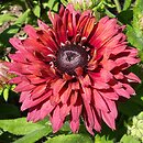 Rudbeckia Flamenco True Red