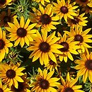 Rudbeckia SmileyZ Star of Life