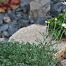 Anthemis carpatica (rumian karpacki)