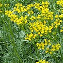 Ruta graveolens (ruta zwyczajna)