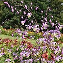 Thalictrum delavayi (rutewka Delavaya)