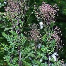 Thalictrum Anne