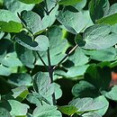 Thalictrum Elin