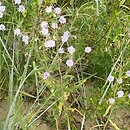 Lactuca tatarica (sałata tatarska)