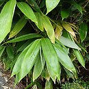 Sasa palmata (sasa dłoniasta)