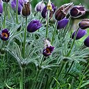 Pulsatilla chinensis (sasanka chińska)