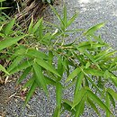 Semiarundinaria