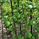 Sinofranchetia chinensis (sinofranszecja chińska)