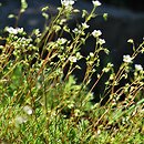 Saxifraga tenella