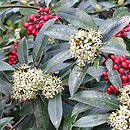Skimmia (skimia)