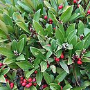 Skimmia repens (skimia płożąca)