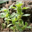 Aphanes arvensis (skrytek polny)